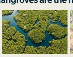 Limited Ed 4Ocean Bracelet Mangroves & Estuaries thumbnail 15