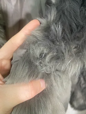Forever 21 Exclusive Faux Fur Gray Women's Jacket thumbnail 5