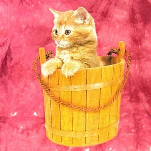Vintage The Mountain Pink Tie Dye Cat Wooden Basket Tee T-Shirt AOP Large Kitten thumbnail 3