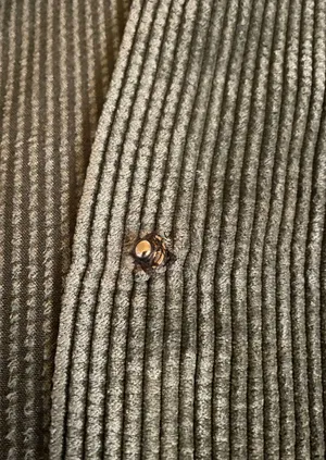 Wild Fable Corduroy Jacket thumbnail 3