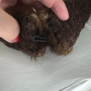Vintage brown mink collar with hook closure Brown thumbnail 5