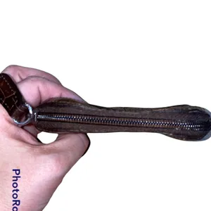 Brighton‎ Black Pebbled Leather Coin Purse Brown Croc Trim Heart Accent Wallet thumbnail 3