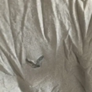 FINAL MARKDOWN American eagle tee xs thumbnail 2