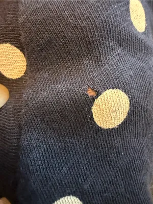 JCrew Size M Women's Navy Polka Dot Short Sleeve Tee NWT thumbnail 5