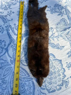 Vintage Full Body Mink Fur Stole Wrap Scarf Real Brown Fur 21” w/ Face Tail Legs thumbnail 7