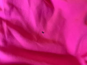PINK Athletic Running Shorts thumbnail 5