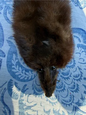 Vintage Full Body Mink Fur Stole Wrap Scarf Real Brown Fur 21” w/ Face Tail Legs thumbnail 2