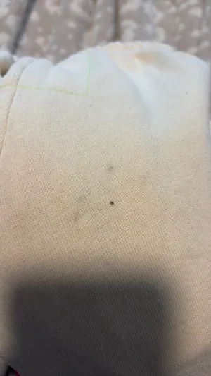 Aviator Nation Sweatpants thumbnail 3