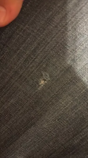 Ariat Trouser Jeans thumbnail 3