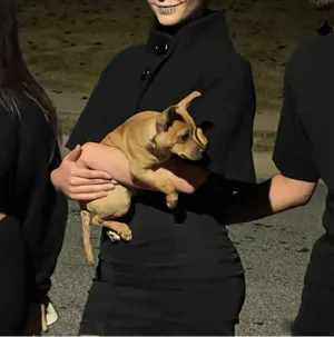 H&M Black Jean Dress thumbnail 3