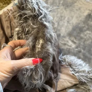 Wet Seal Suede Leather Faux Fur Trim Afghan Jacket M Penny Lane Indie Sleeze thumbnail 15