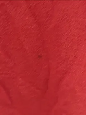 Eberjey Women's Red Piped Button-Up Pajama thumbnail 6