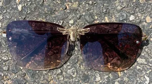 Bee charm aviator gradient shade sunglasses thumbnail 2