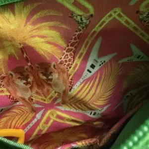 Baboon To The Moon B2TM‎ Sacoche Crossbody Bag One Size Bright Green Nylon thumbnail 2