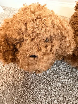 NWT Skims Curly dog faux fur slippers in chai size 38 new in bag thumbnail 9