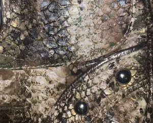 Kathy Van Zeeland Snake Skin Print Shoulder Bag thumbnail 7