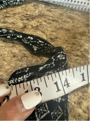 Women's Windsor Black and White Patterned Tie-Front Crop Top Size S thumbnail 6