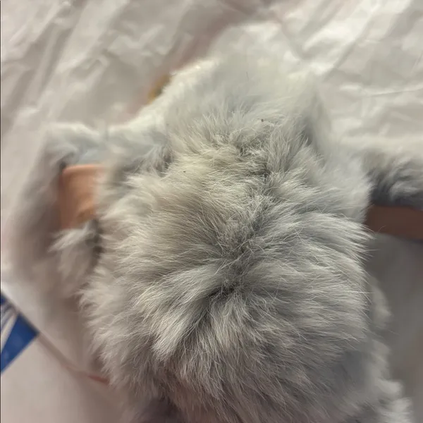 Fluffy Gray Fur animal - Image 3