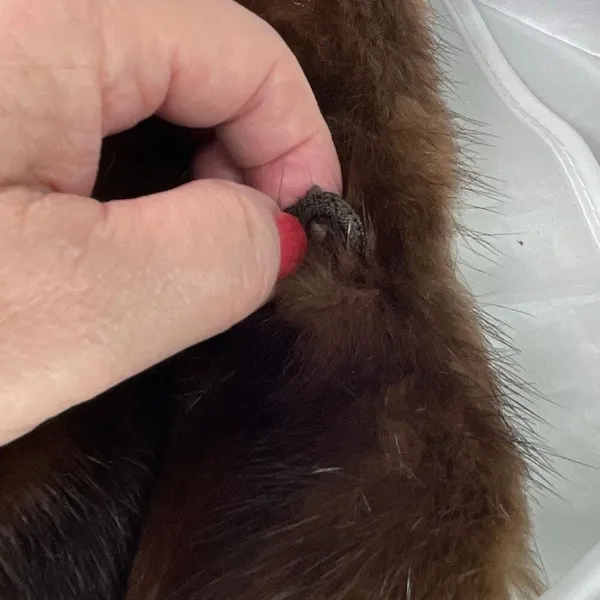 Vintage brown mink collar with hook closure Brown - Image 7