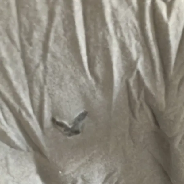 FINAL MARKDOWN American eagle tee xs - Image 2
