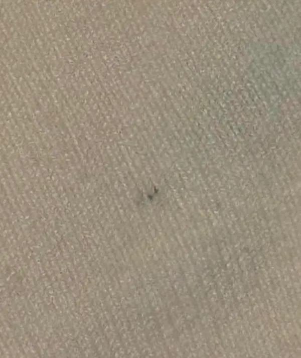 Brandy Melville Top - Image 3