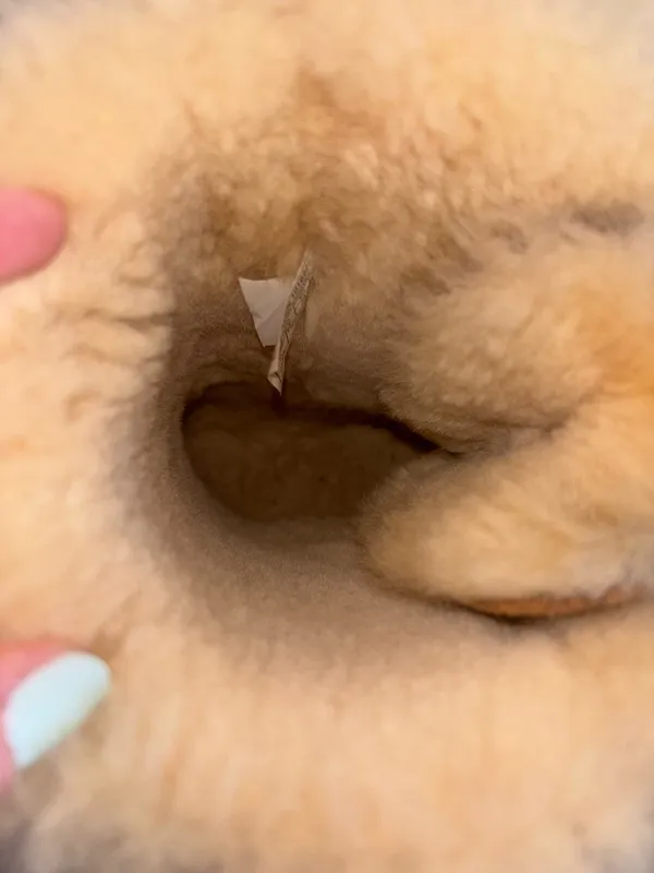 Bailey Bow UGG II - Image 6