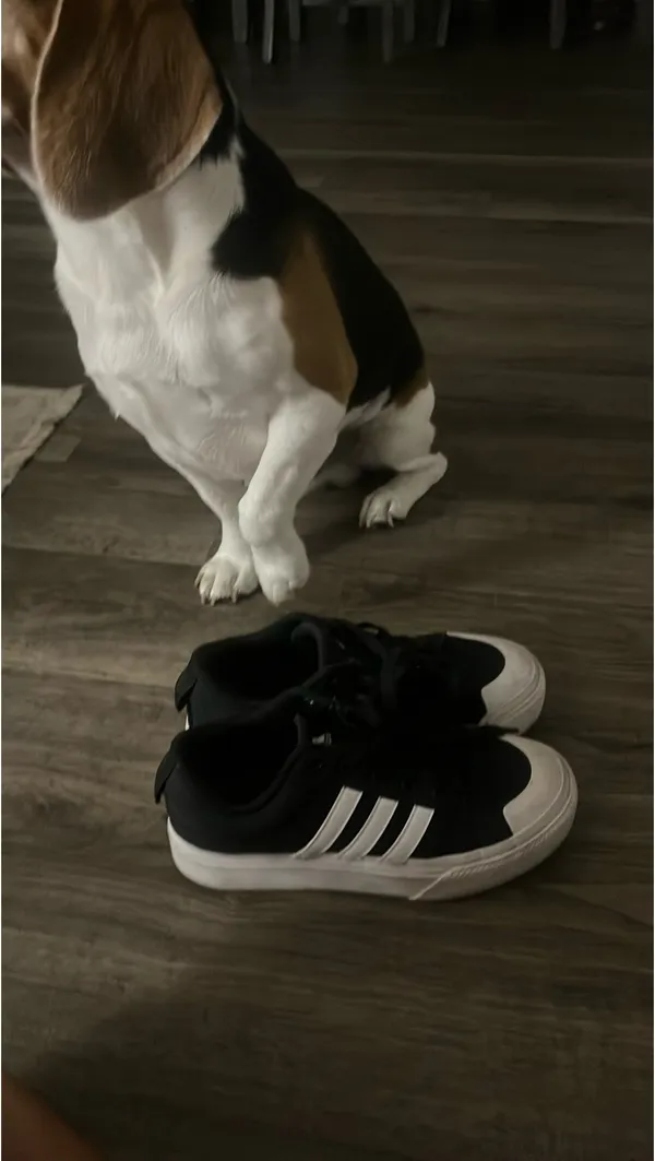 Adidas shoes - Image 3