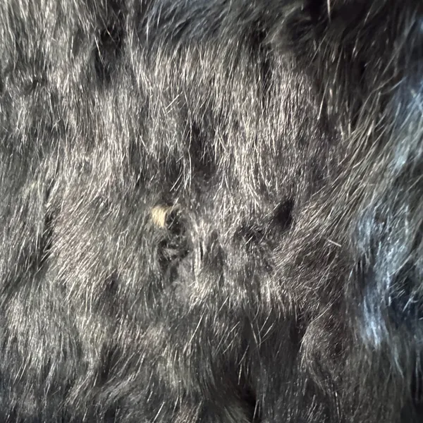Wilsons Leather Maxima Genuine Fur Coat Hooded Black Belted Pom Luxury‎ Small - Image 16