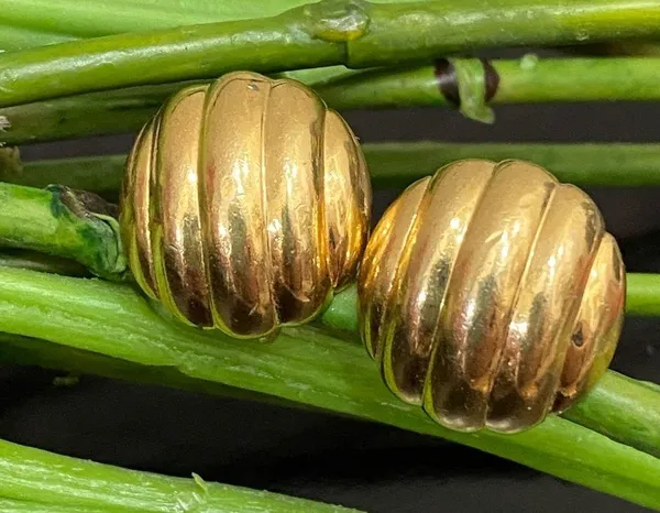 Vintage 60’s TRIFARI Polished Gold- tone Dome Clip On Earrings - Image 3
