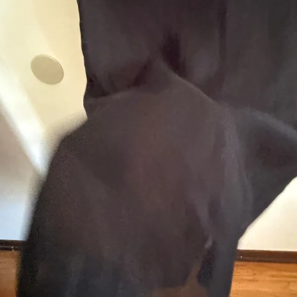 SNDYS Chloe Black Strapless Straight Neck Sheer Bottom Maxi Dress Medium BNWT - Image 3
