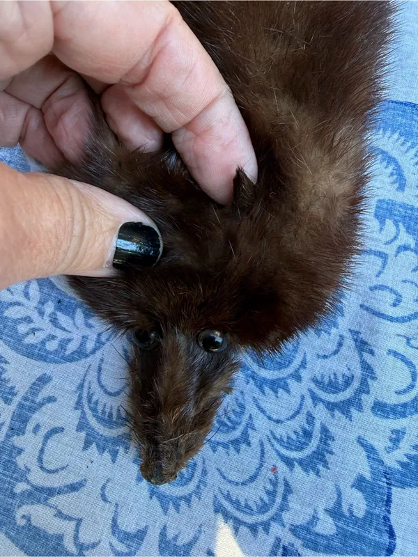 Vintage Full Body Mink Fur Stole Wrap Scarf Real Brown Fur 21” w/ Face Tail Legs - Image 3