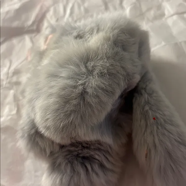Fluffy Gray Fur animal - Image 2