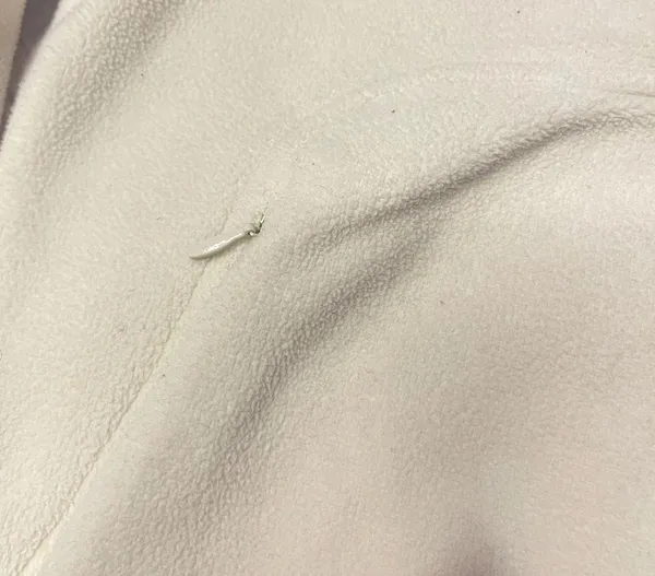 Lacoste Vintage  46 - Image 3