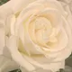Isabel S.