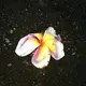 Iriss C.