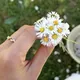 Daisys C.