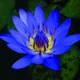 Blue L.