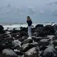olivia d.