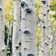 Birch B.