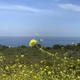 daisy w.