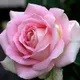 Rose P.