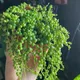 Planty V.