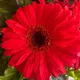 Red Daisy G.