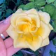 Diana M.