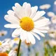 Daisys C.