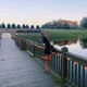 Ellena H.
