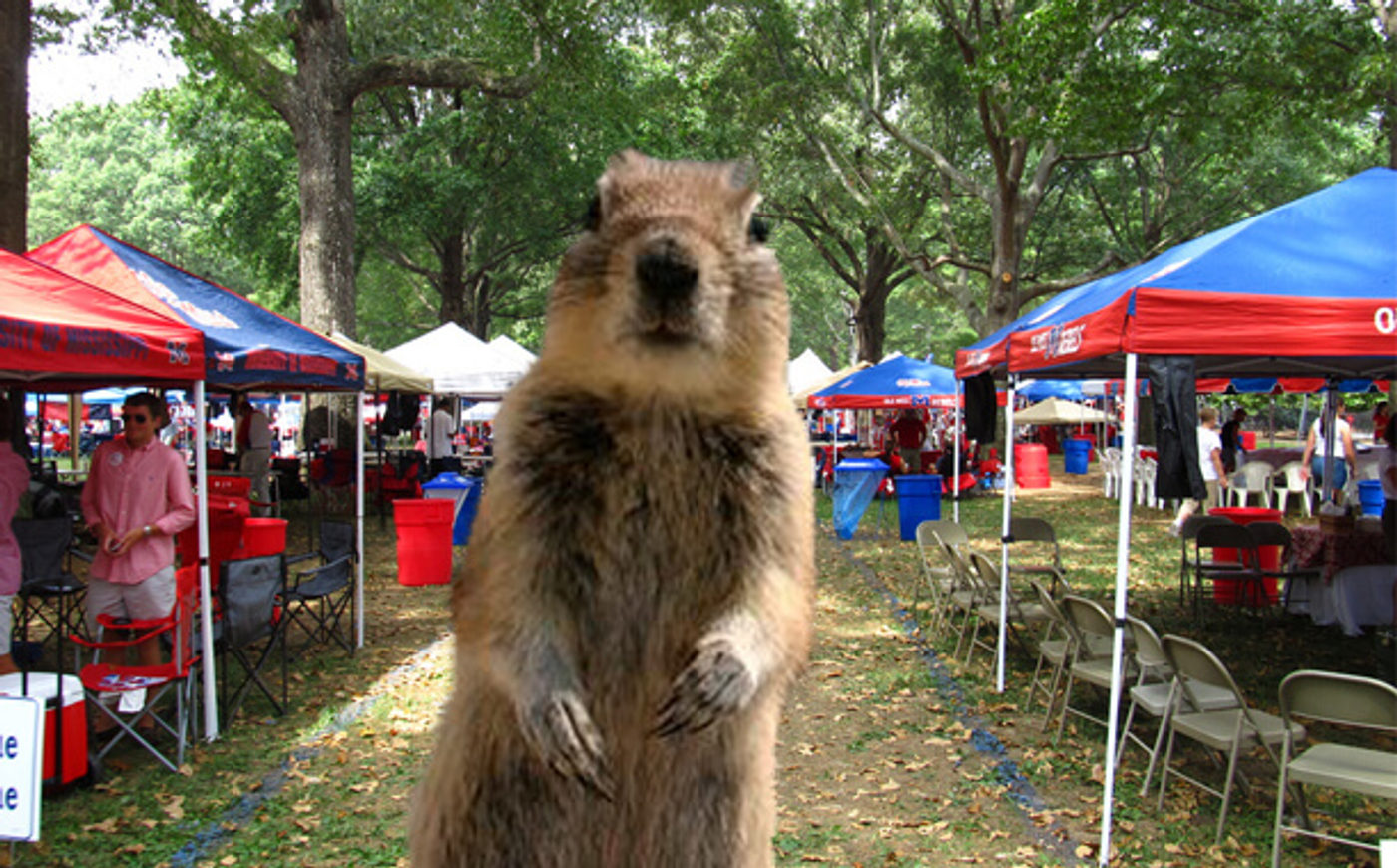 grove squirrel